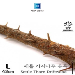 아쿠아시스템 세틀 가시나무 유목 43cm내외